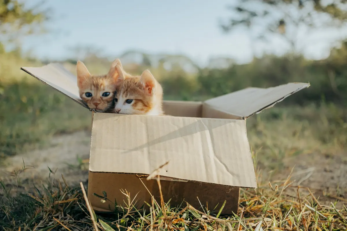 Beginner's Guide to Cat Litter Boxes: Types, Setup, and Cleaning