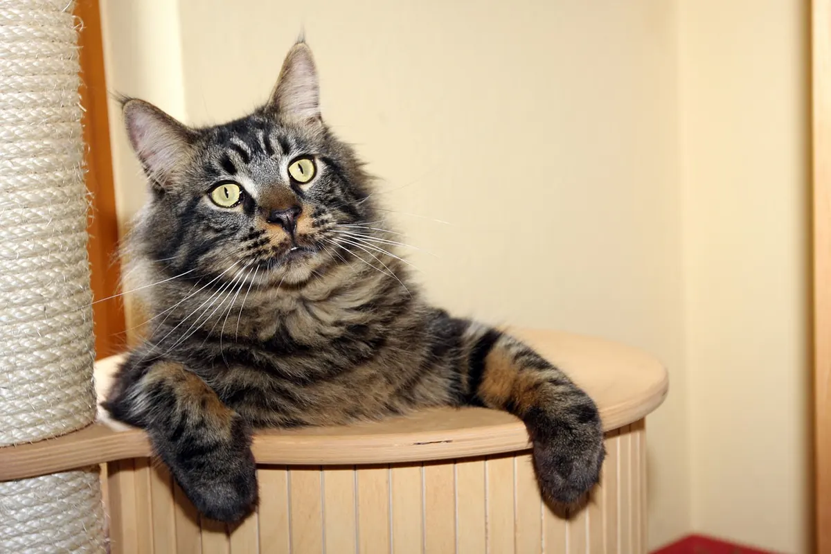 Cat Scratching Posts: How to Choose One Your Cat Will Actually Use