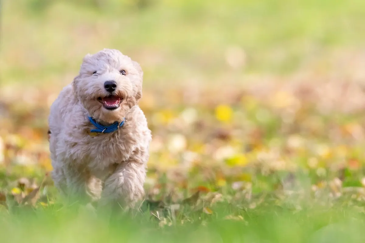 Interactive Puzzle Toys for Dogs: How to Start with Treats