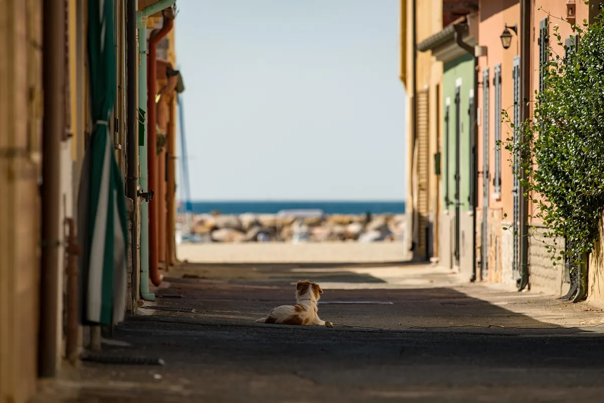 Summer Dog Walking Gear: Hot-Weather Essentials for Pavement Safety